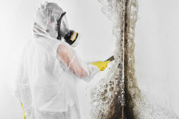 Best Attic Mold Removal  in Clarence, IA