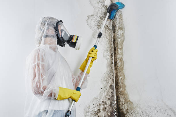 Best Office Mold Removal Services  in Clarence, IA