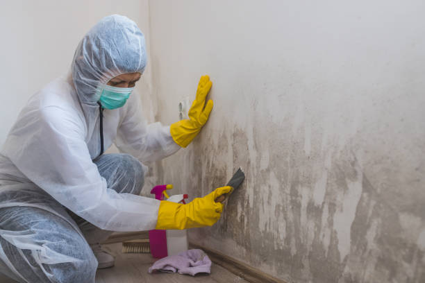 Best Mold Inspection  in Clarence, IA