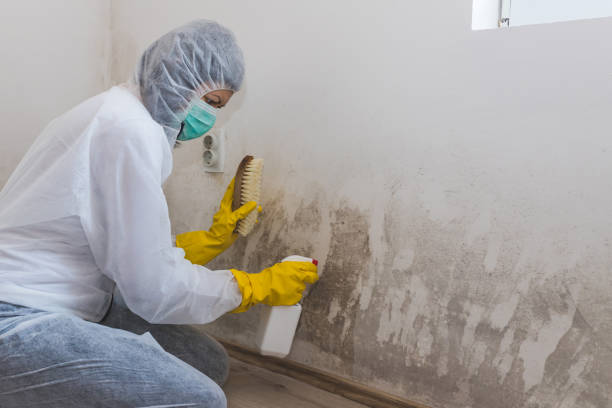 Best Toxic Mold Removal  in Clarence, IA