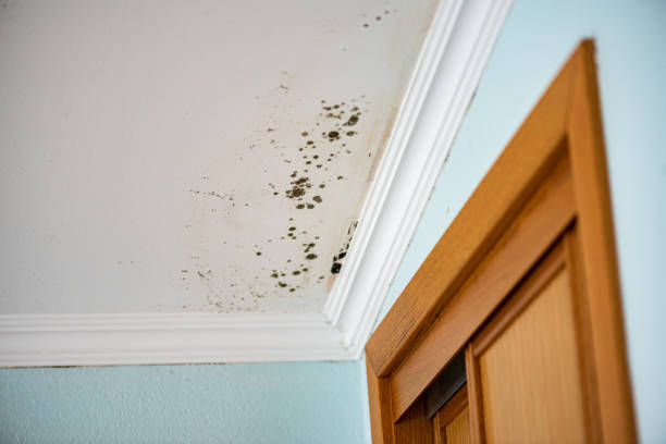 Best Local Mold Removal Service  in Clarence, IA