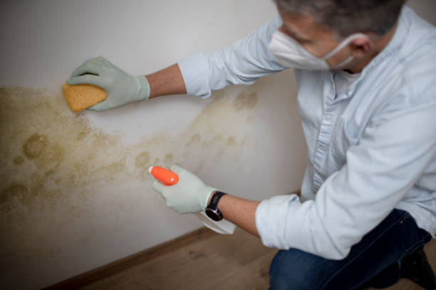 Professional Mold Removal in Clarence, IA