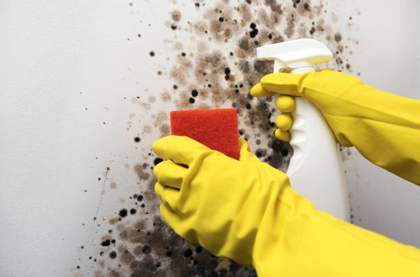 Best Best Mold Removal Companies  in Clarence, IA