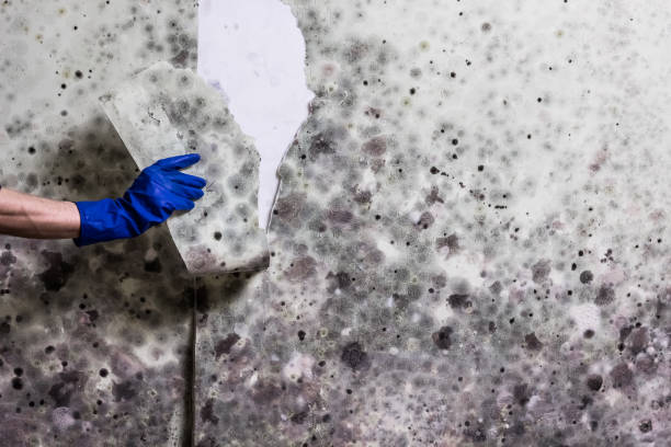 Best Mold Removal Company Near Me  in Clarence, IA