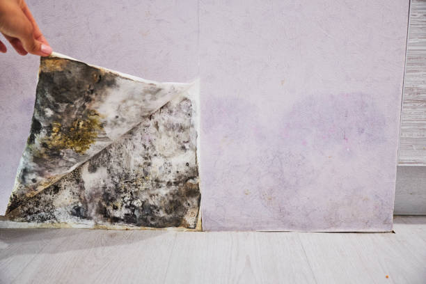 Best Same-Day Mold Removal  in Clarence, IA